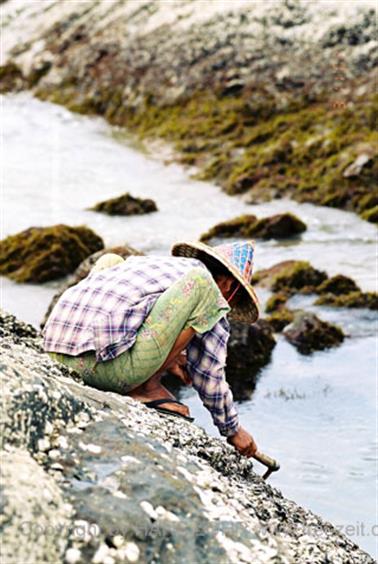 16 Thailand 2002 F1080026 Khao Lak Muschelsucherin_478